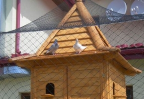 Как построить голубятню на даче своими руками