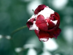 Как сохранить розы зимой