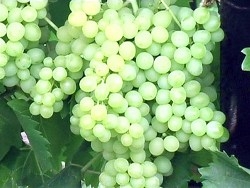 Как выбрать сорт винограда: основные отличия и особенности