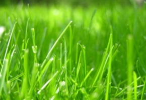 Как выбрать траву для газона: практические советы и рекомендации