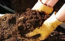 Органические удобрения для подкормки растений на участке Органические удобрения для подкормки растений на участке