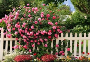 Плетистые розы: выбор сорта, посадка, уход