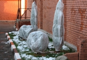 Подготовка декоративных кустарников к зиме
