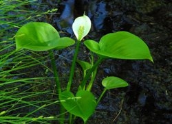 Популярные водные растения для пруда Популярные водные растения для пруда