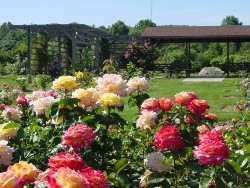 Размножение садовых цветов: розы, ирисы, лилии