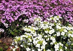 Резуха (Arabis) - мягкий ковер из розовых и белых цветов Резуха (Arabis) - мягкий ковер из розовых и белых цветов