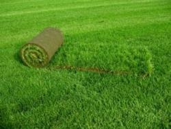 Рулонный газон: правильный выбор и укладка своими руками Рулонный газон: правильный выбор и укладка своими руками