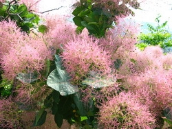 Скумпия - симпатичное и оригинальное растение для украшения сада