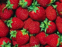 Сорта клубники: Елизавета II, Гигантелла, Альбион, Хоней, Розовый фламинго, Маршал, Искушение Сорта клубники: Елизавета II, Гигантелла, Альбион, Хоней, Розовый фламинго, Маршал, Искушение