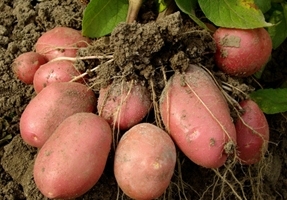 Современные способы выращивания картофеля: теплые грядки, под соломой, в бочке