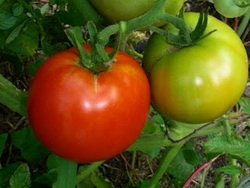 Способы выращивания помидоров в теплицах и в домашних условиях