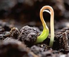 Стратификация семян: когда она нужна и какова ее методика