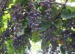 Выбор саженцев винограда на даче