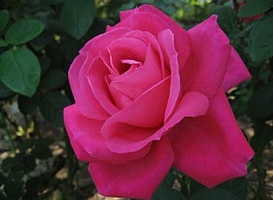 Выращивание гибридных роз на садовом участке