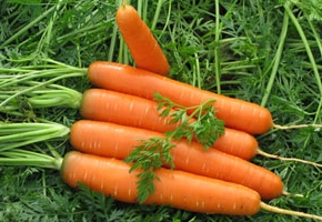 Выращивание моркови: выбор почвы, подготовка семян, посев и уход