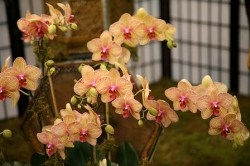 Выращивание Орхидеи Фаленопсис в домашних условиях: посадка и уход, размножение и пересадка