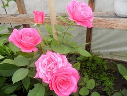 Выращивание роз в теплице: традиционные и современные методы