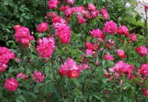 Выращивание розы Флорибунда, посадка и уход