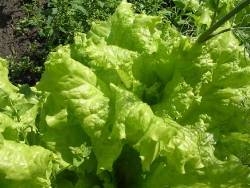 Выращивание салата: сорта, рассада, посадка и уход Выращивание салата: сорта, рассада, посадка и уход
