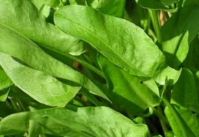 Выращивание щавеля: свежая зелень в салат или борщ всегда под рукой