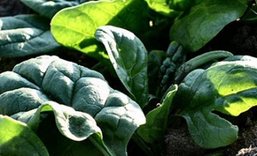 Выращивание шпината на даче: полезный продукт для собственного потребления