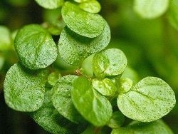 Выращивание солейролии своими руками Выращивание солейролии своими руками