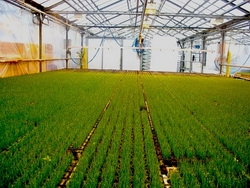 Выращивание зелени в теплице