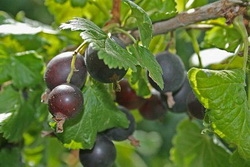 Йошта - один из самых достойных гибридов с вкуснейшими плодами