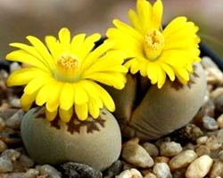 Живые камни (литопсы) в вашем саду