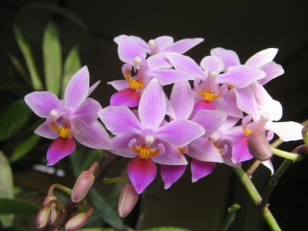 веточка орхидеи фаленопсис