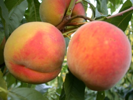 выбираем самый лучший и самый сладкий сорт персика для посадки на даче