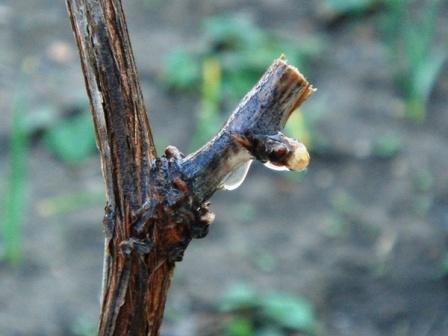 виноградная лоза после обрезки куста перед зимовкой