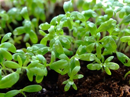 выращивание кресс-салата на даче: посадка и уход за растением