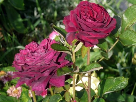 выращивание кустовых роз