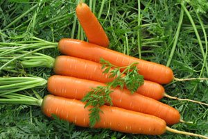 выращивание моркови на дачном участке