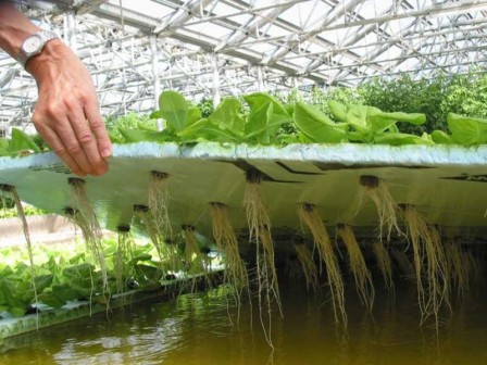 выращивание салата на гидропонике