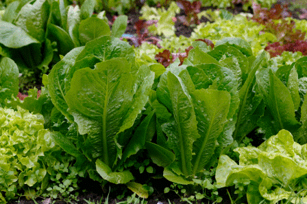 выращивание салата в домашних условиях, или как вырастить салат на подоконнике