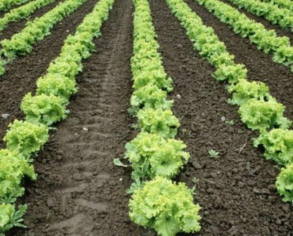 выращивание салата в теплице