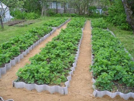 высокие грядки и огороды очень удобны и практичны, использовать их возможно под овощи, ягоды, зелень и декоративные растения