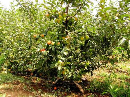 яблони на даче: посадка, уход, агротехника и технология правильного выращивания