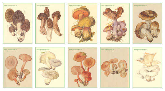 Условно съедобные грибы