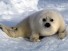 В Белом море рекомендовано обходить места скопления гренландских тюленей