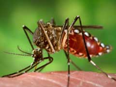 Специализированные комары способны побороть тропическую болезнь