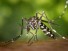 Генетически модифицированные комары