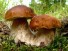 Лечебные свойства грибов