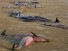 5000 птиц и 900 дельфинов погибло в Перу: мнения экспертов разошлись