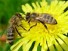 Пестициды делают пчел привередливыми в питании