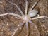 Новый вид безглазого паука открыт в Юго-Восточной Азии