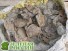 Кладбище черепашек Юрского периода обнаружено в Китае