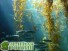 Кораллы вызывают рыб-чистильщиков для борьбы с водорослями